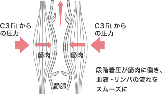 段階着圧が筋肉に働き、血液・リンパの流れをスムーズに