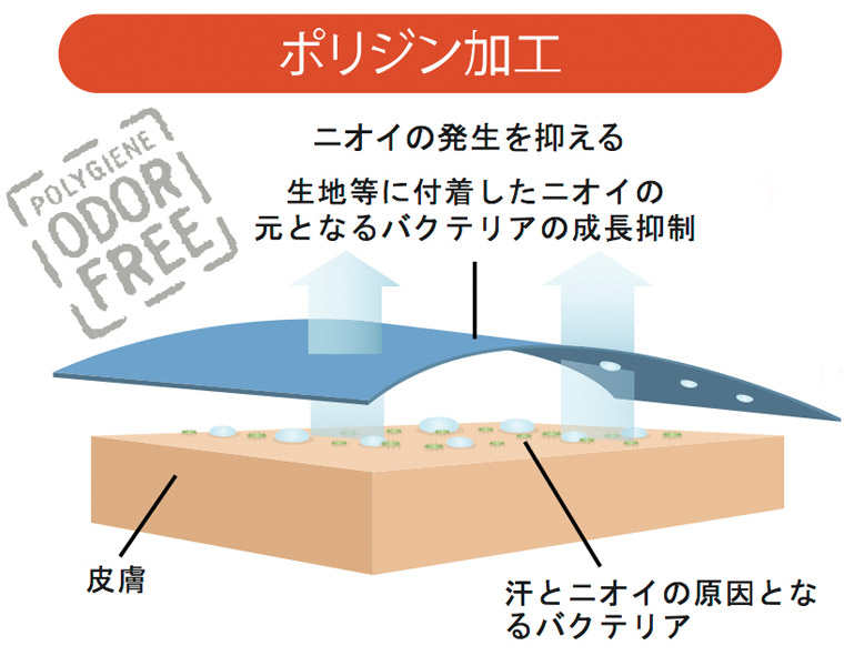 ポリジン加工あり