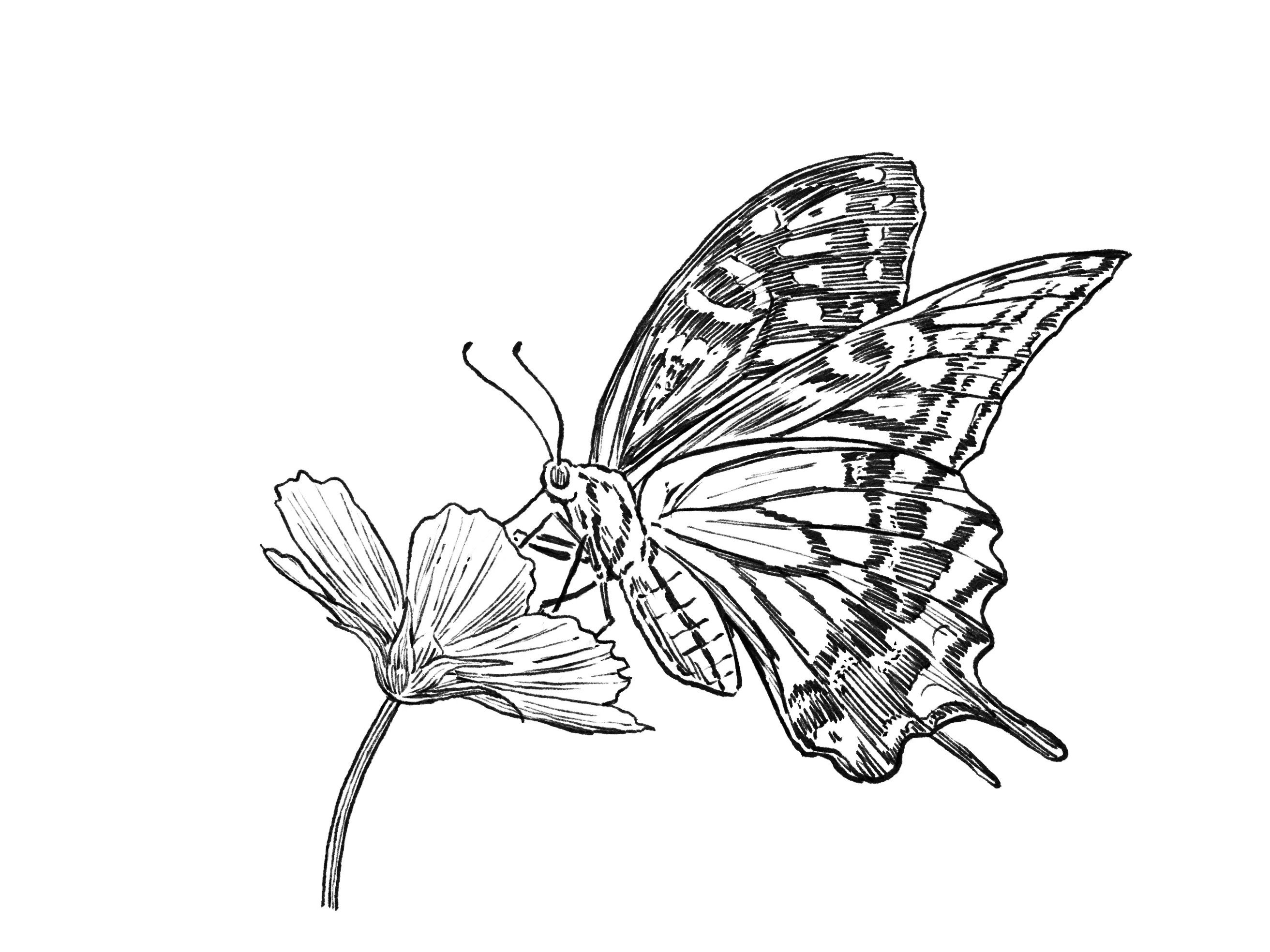 Butterfly