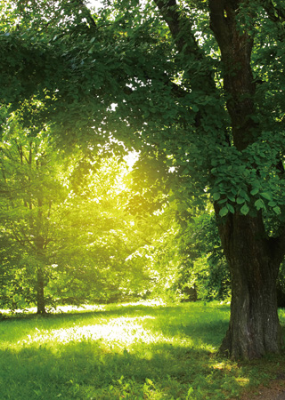 Saturday in the park