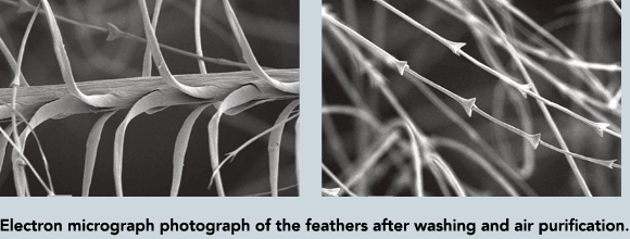 Electron micrograph photograph of the feathers after washing an