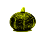 カボチャ